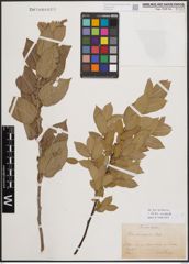 Foto von Salix cordata Michx.
